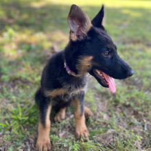 German Shepherd Dog Puppy Penny
