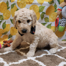 Goldendoodle Puppy Layne