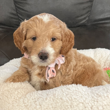 Goldendoodle Puppy Butter Cup
