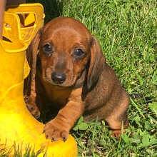 Dachshund Puppy Neighbor