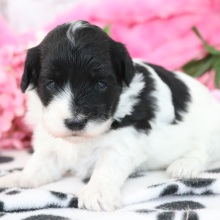 Maltipoo Puppy Glitter