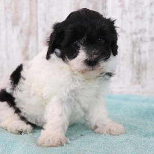 Maltipoo Puppy Glitter