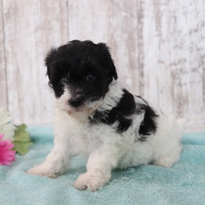 Maltipoo Puppy Glitter