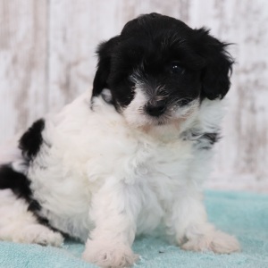 Maltipoo Puppy Glitter