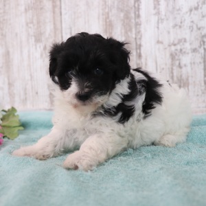 Maltipoo Puppy Glitter