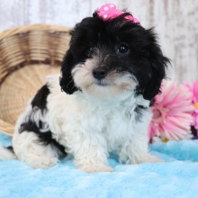 Maltipoo Puppy Glitter