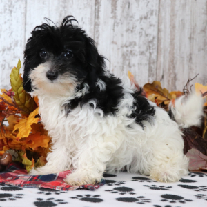 Maltipoo Puppy Glitter