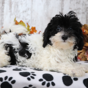 Maltipoo Puppy Glitter