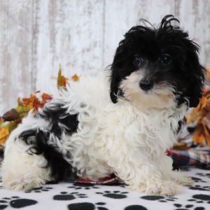 Maltipoo Puppy Glitter