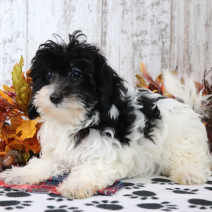 Maltipoo Puppy Glitter