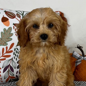 Cavapoo Puppy Sienna