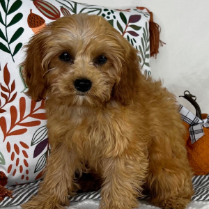 Cavapoo Puppy Sienna