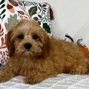 Cavapoo Puppy Sienna