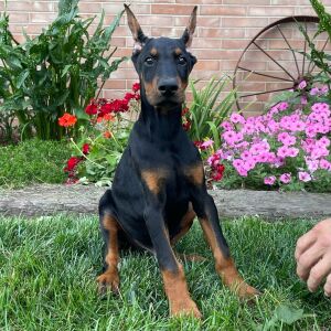 Doberman Pinscher Puppy Dillon