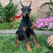 Doberman Pinscher Puppy Dillon
