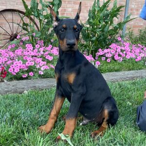 Doberman Pinscher Puppy Dillon