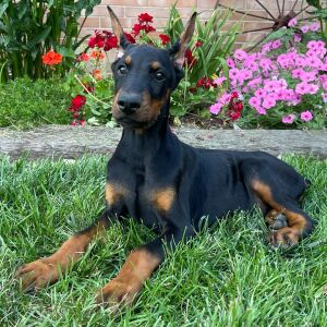 Doberman Pinscher Puppy Dillon