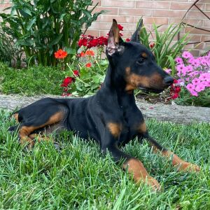 Doberman Pinscher Puppy Dillon