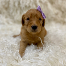 Goldendoodle Puppy Kristabellee