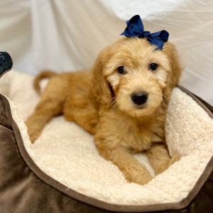 Goldendoodle Puppy Kristabellee