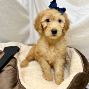 Goldendoodle Puppy Kristabellee