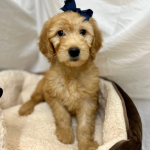 Goldendoodle Puppy Kristabellee