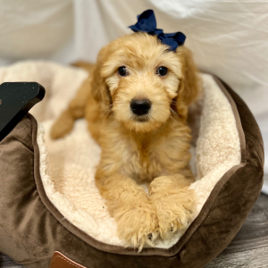 Goldendoodle Puppy Kristabellee