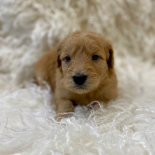 Goldendoodle Puppy Kazee