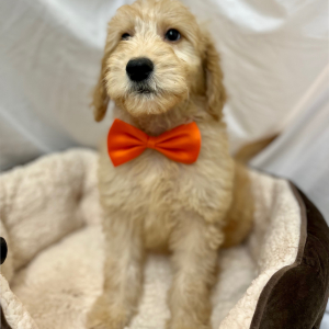 Goldendoodle Puppy Kazee