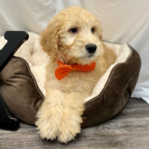 Goldendoodle Puppy Kazee