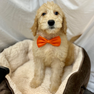 Goldendoodle Puppy Kazee