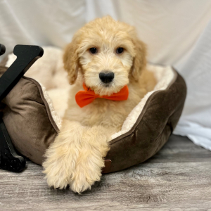 Goldendoodle Puppy Kazee