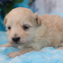 Maltipoo Puppy Blazer