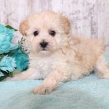 Maltipoo Puppy Blazer