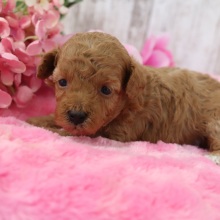 Poodle Puppy Luna