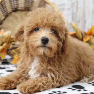 Poodle Puppy Luna