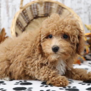 Poodle Puppy Luna