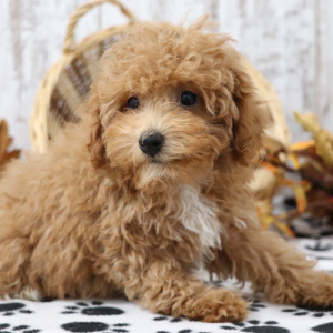 Poodle Puppy Luna