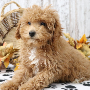 Poodle Puppy Luna