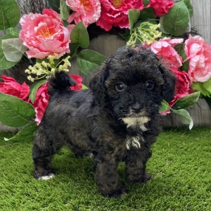 Havapoo Puppy Wesley