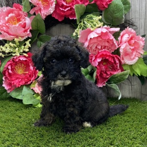 Havapoo Puppy Wesley