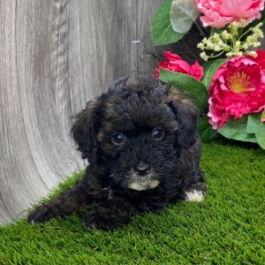 Havapoo Puppy Wesley