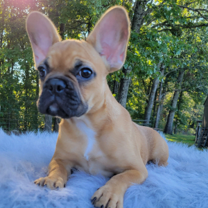 French Bulldog Puppy Lesley