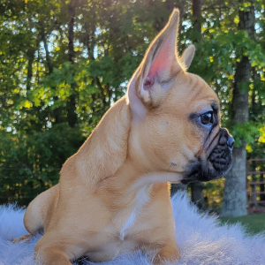 French Bulldog Puppy Lesley