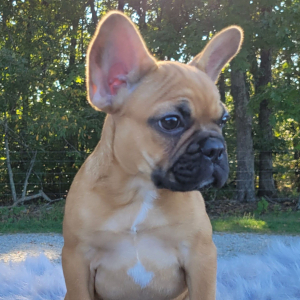 French Bulldog Puppy Lesley