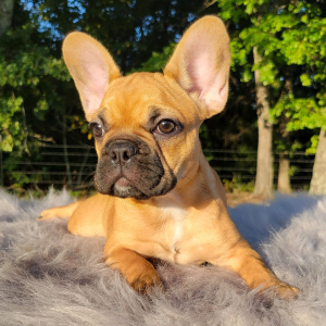 French Bulldog Puppy Lesley