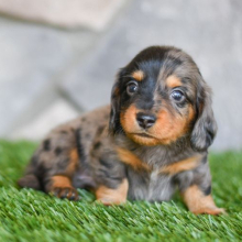 Dachshund Puppy Nike