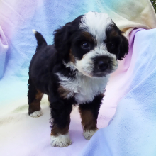 Bernedoodle Puppy Jaxon