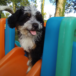 Bernedoodle Puppy Jaxon