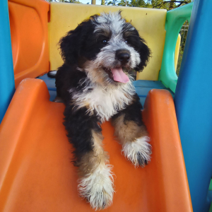 Bernedoodle Puppy Jaxon